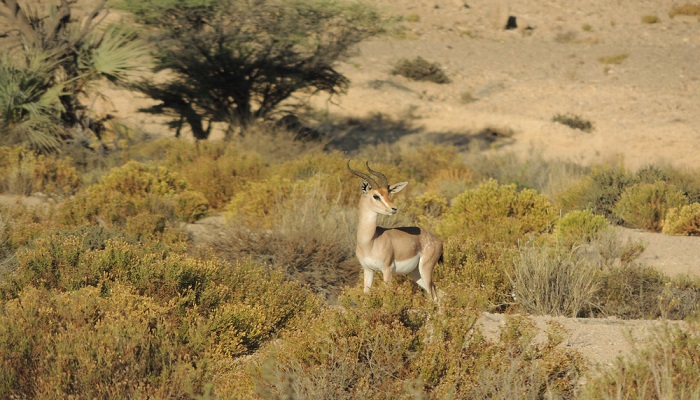 13 Arab gazelles monitored in Wilayat of Sadah