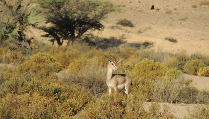 Environment Authority detects 13 Arabian Gazelles in Sadah