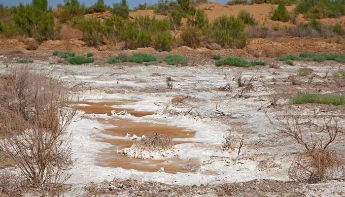 Success reported in reclamation trials of saline-sodic soils in Oman ...