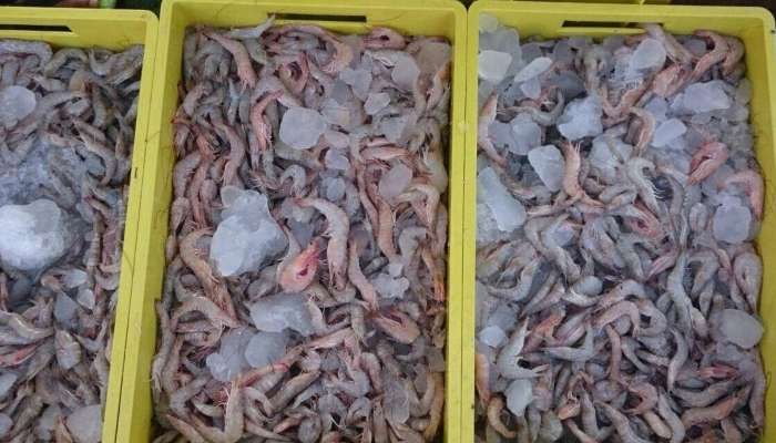 Shrimp fishing season begins in Oman on Thursday