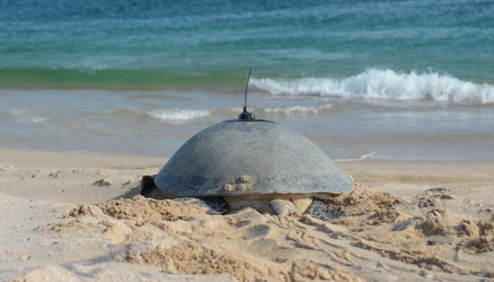 在阿曼环境权威发布龟跟踪项目