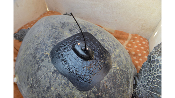 Environment Authority to track sea turtles through satellites
