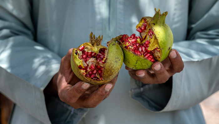 When Jabal Al Akhdar transforms into a fruit paradise