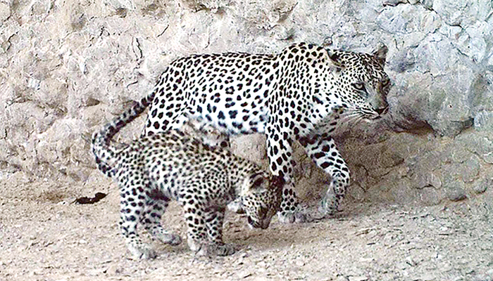 Rare image of Arabian leopard and cub captured in Oman's nature reserve