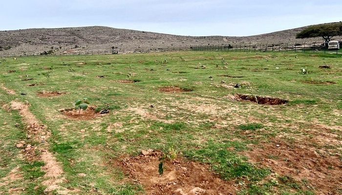 استزراع 70 ألف شجرة بـ ظفار ضمن مراحل المُبادرة الوطنية