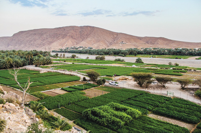 We Love Oman: A quaint village in Yanqul