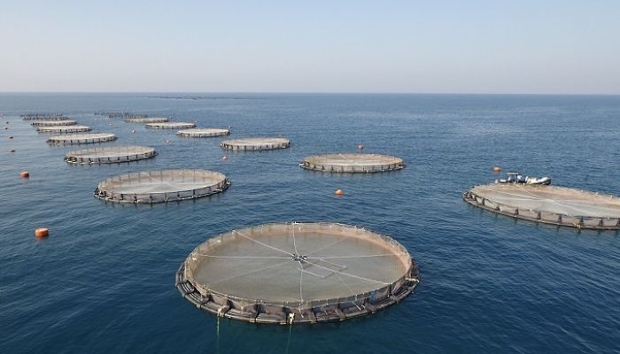 1703 طن إنتاج مشاريع الاستزراع السمكي في سلطنة عُمان لعام 2021