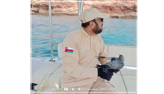 Environment Authority releases falcon after rehabilitation