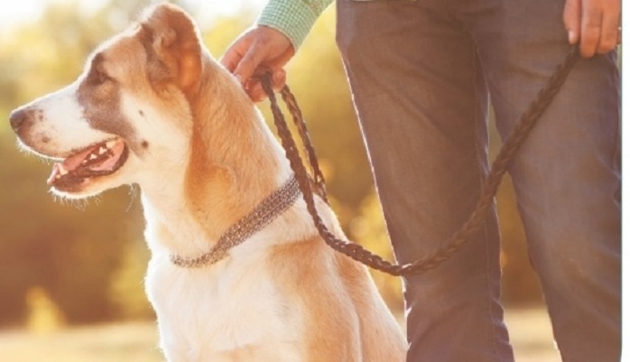 Penalty for negligent pet owners in public places :Muscat Municipality