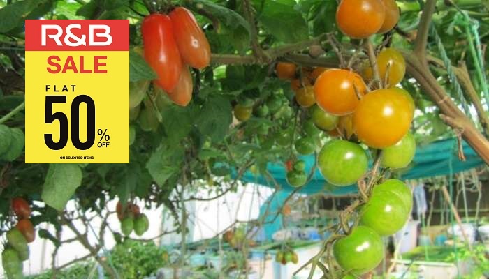 SQU succeeds in farming Asian seabass, cherry tomatoes in aquaponics system
