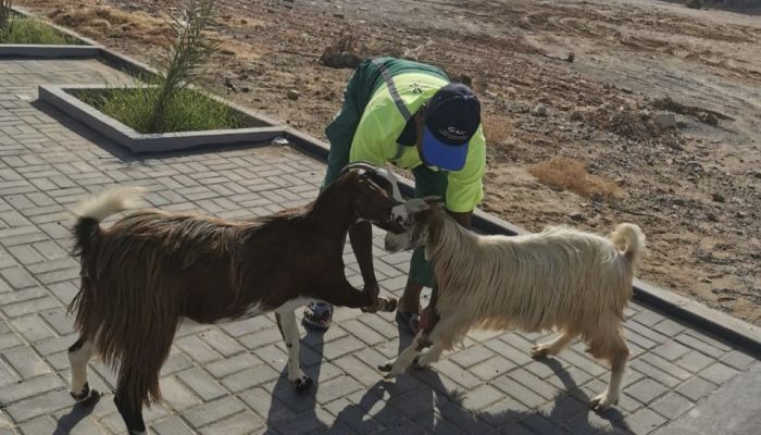 بلدية مسقط‬⁩⁩ تحتجز عددًا من المواشي السائبة في ⁧‫بوشر