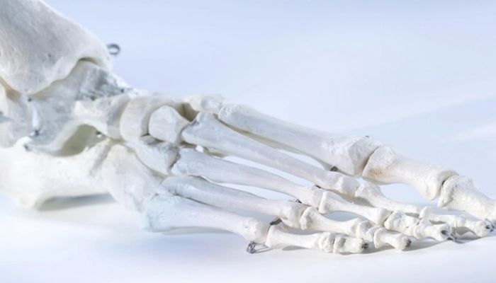 مادة ’الشيتوزان’ تحفز نمو النسيج العظمي