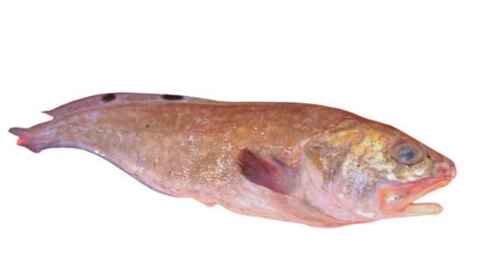 توثيق نوع جديد من الأسماك في المياه العمانية