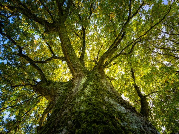 可以通过保护旧树来缓解气候变化：研究