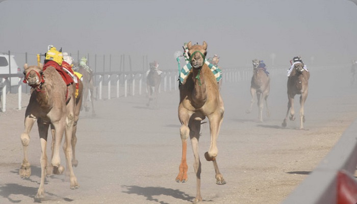 Camel races kick off in Wilayat of Thumrait