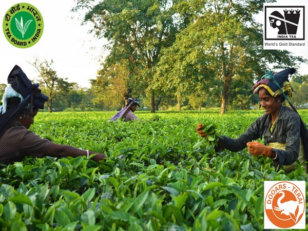 India’s tea production jumps 16.5% in September