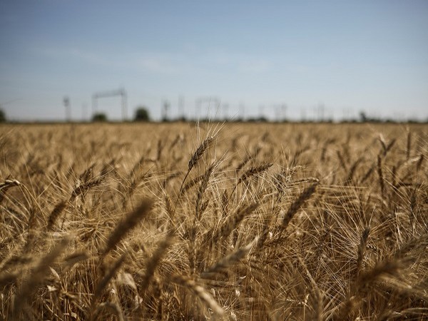 Six grain ships leave Ukraine ports after Russia rejoins grain deal