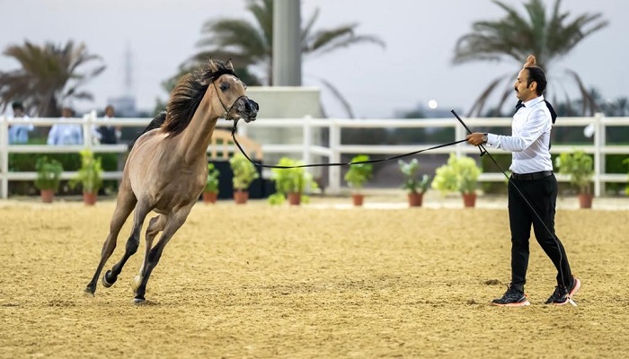 8th Oman Arabian Horse Championship ends with fanfare