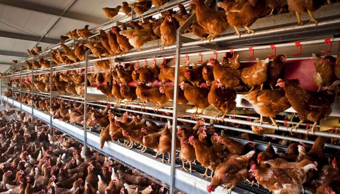 اليابان تتخلص من 17 ألف دجاجة بسبب إنفلونزا الطيور