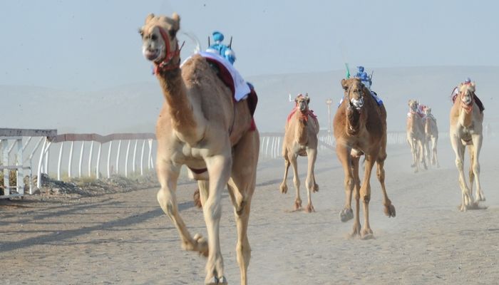 انطلاق المحطة السادسة من سباقات الهجن بولاية صحار