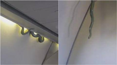 Snake found in Air India Express plane, DGCA orders probe