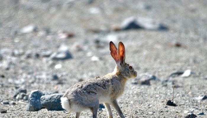 اكتشاف جديد: رصد آثار لغزلان وأرانب بجزيرة مصيرة