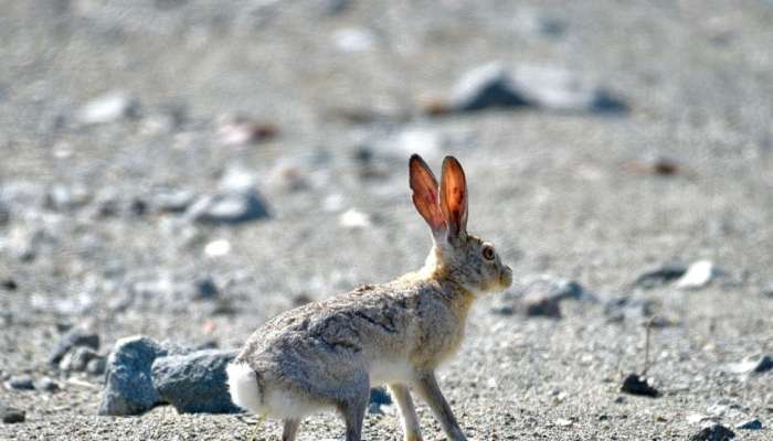 Survey carried out on Masirah Island to monitor deer and rabbits