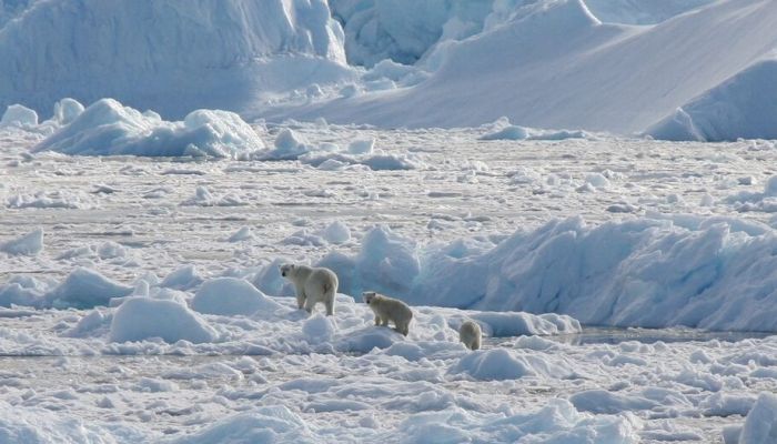 تراجع عدد الدببة القطبية بخليج هدسون بكندا جراء تأثير تغير المناخ