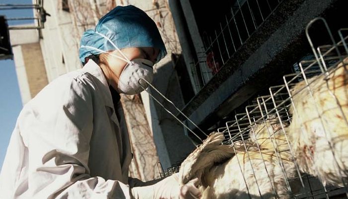 ارتفاع حالات الإصابة بانفلونزا الطيور إلى مستوى قياسي في اليابان