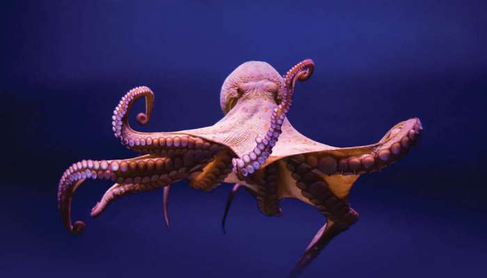 Octopuses might link evolution of complex life to genetic ‘dark matter’