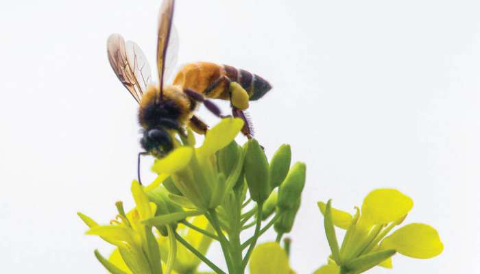 Flower patterns boost bumblebee efficiency