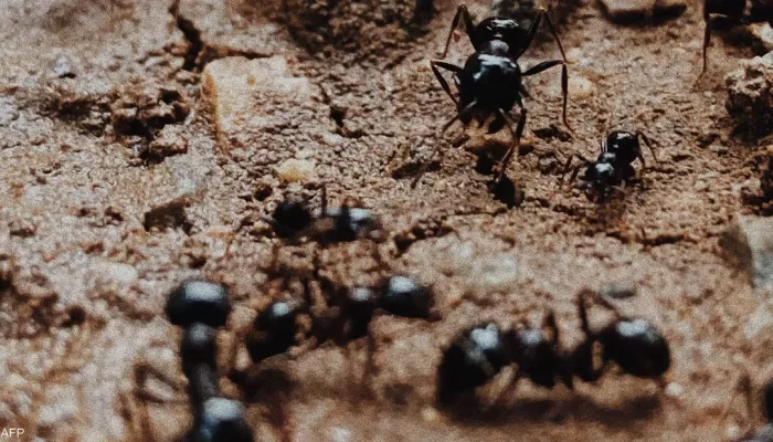 ’يشم السرطان’.. علماء يكتشفون قدرات هائلة للنمل