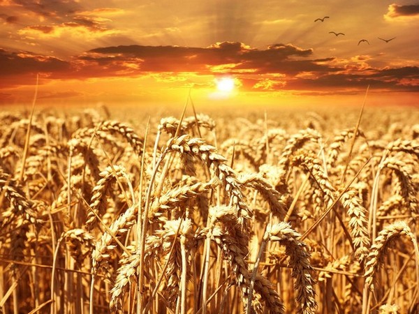 印度政府在公开市场上卸载300万吨小麦，以遏制价格上涨
