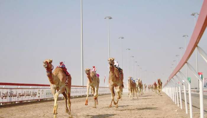 Al Bashayer Arabian Camel Racing festival to kick off in Al Dakhiliyah