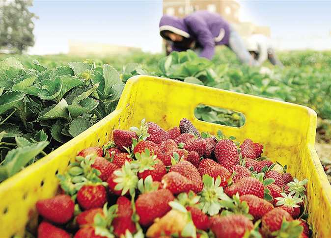 سلطنة عمان تؤكد: كل واردات المنتجات الزراعية من كافة الدول تخضع للفحص