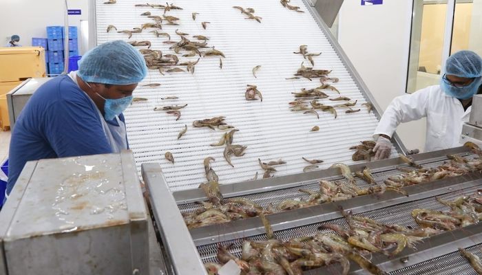 أكثر من 3 آلاف طن إجمالي إنتاج الاستزراع السمكي بسلطنة عمان