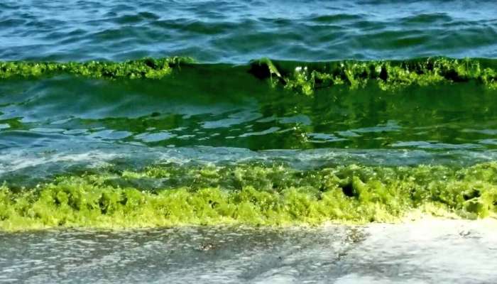 People urged not to catch and consume fish affected by green tide phenomenon in Oman