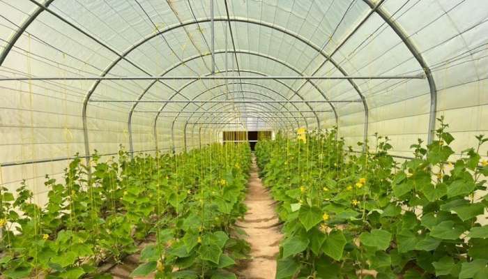 21 people with disabilities benefit from Green Houses project