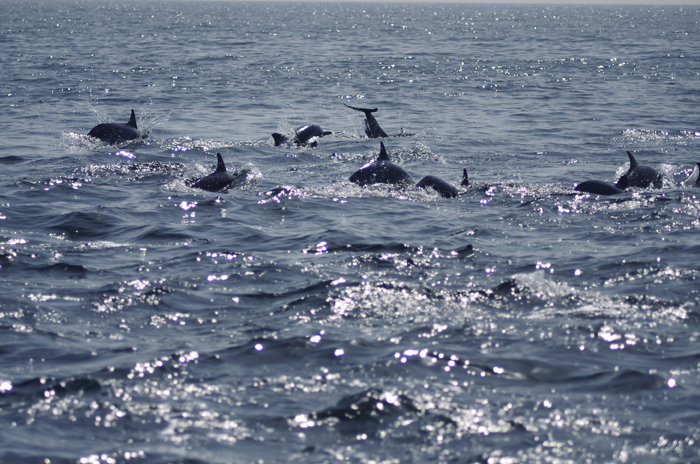 Stranded dolphins rescued from Oman’s beach