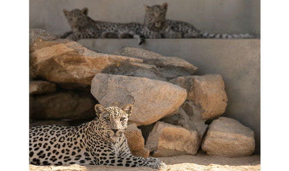 Saudi Arabia marks Feb. 10 as Arabian Leopard Day with a series of activations across the country and beyond