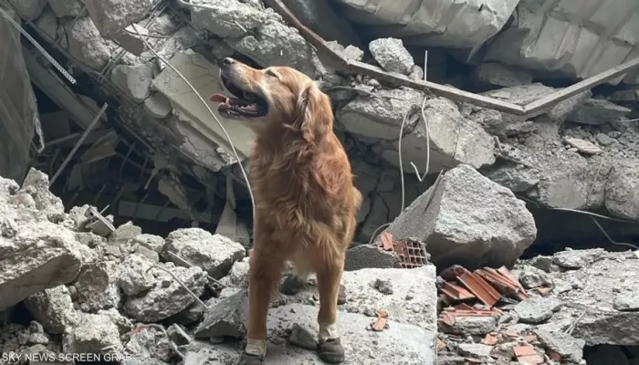 الكلب كيليان أنقذ 18 شخصا من أنقاض الزلزال.. تعرف على قصته