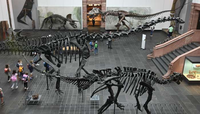 Fire breaks out at German dinosaur museum