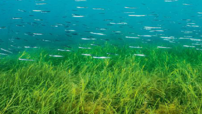 World Seagrass Day – What is it all about?