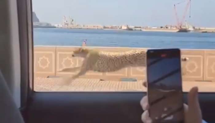No cheetah on the prowl in Muscat!