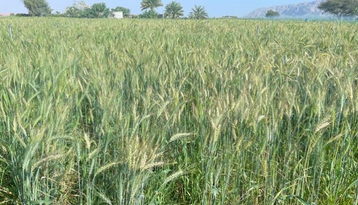 200 فدان لزراعة القمح بولاية محضة