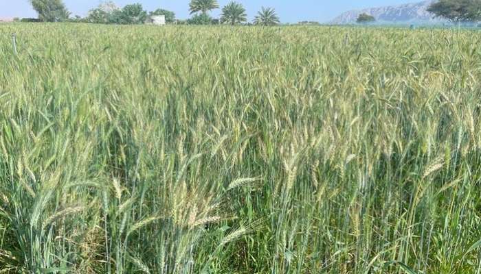 200 acres for wheat cultivation in the Wilayat of Mahdah in Al Buraimi Governorate