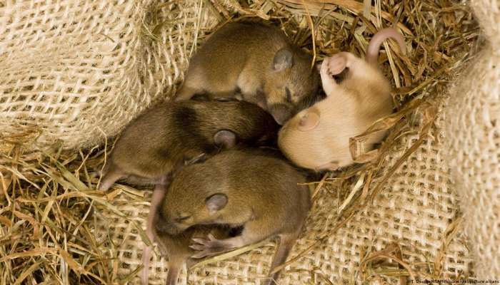 Scientists create mice from two fathers