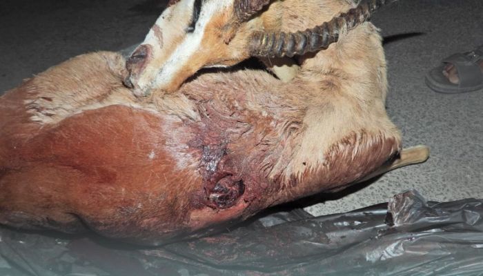 ضبط 3 مواطنين صادوا غزلان عربية