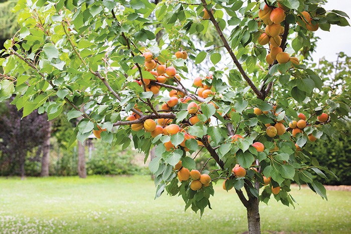 We Love Oman: Beckoning the season of apricots in Oman