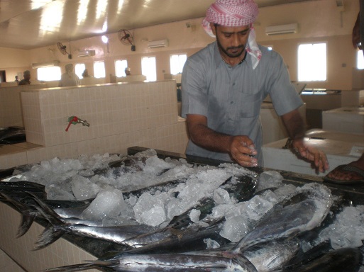 ضخ كميات كبيرة من الأسماك في أسواق محافظات سلطنة عمان